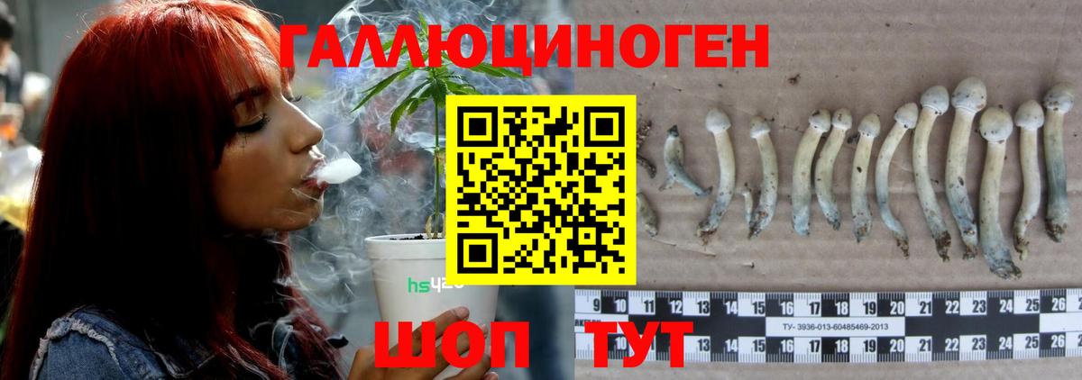 Псилоцибиновые грибы Psilocybine cubensis Барнаул